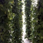 hangende tuin plantwire is een plantenzuil in een kantoor
