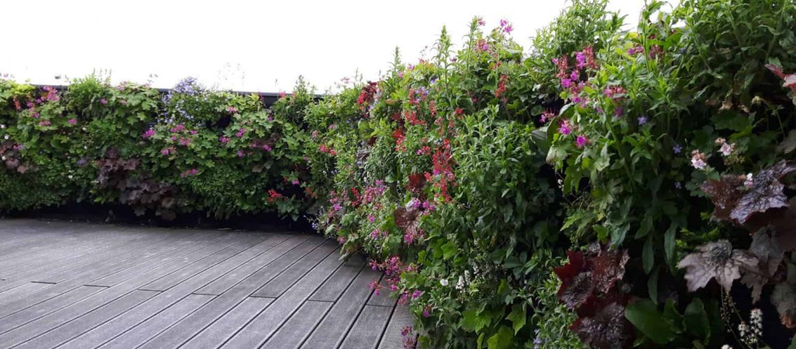 dakterras straalt met een verticale tuin vol in bloei